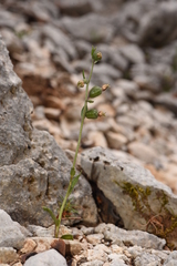 Epipactis microphylla