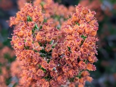 Erica manipuliflora