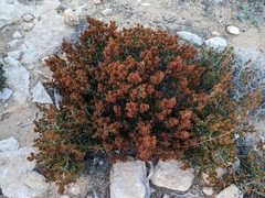 Erica manipuliflora