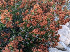 Erica manipuliflora