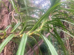 Freycinetia arborea