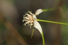 Rhynchospora