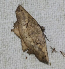 Polyacme subpulchra