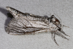 Inguromorpha itzalana