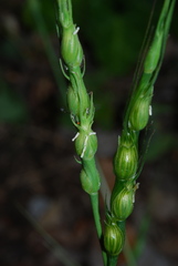 Aegilops ventricosa