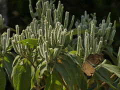Colebrookea oppositifolia