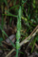 Aegilops ventricosa