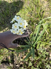 Narcissus tazetta