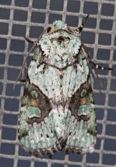 Lacinipolia laudabilis