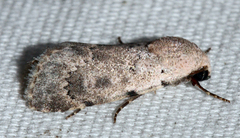 Leucocnemis perfundis