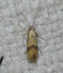 Crocanthes prasinopis