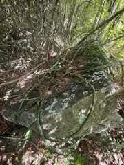 Selenicereus triangularis