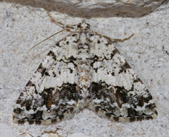 Macaria graphidaria