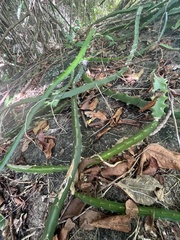 Selenicereus triangularis
