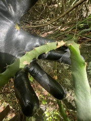 Selenicereus triangularis