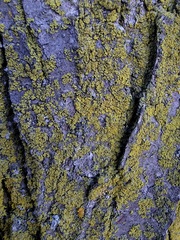 Candelariella efflorescens