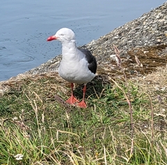 Leucophaeus scoresbii