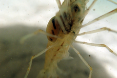 Macrobrachium shokitai