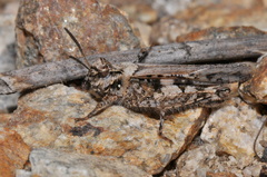 Acrotylus fischeri