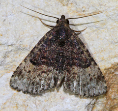 Metalectra miserulata