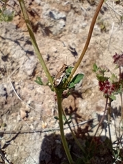 Neocicindela latecincta