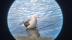Leucophaeus scoresbii