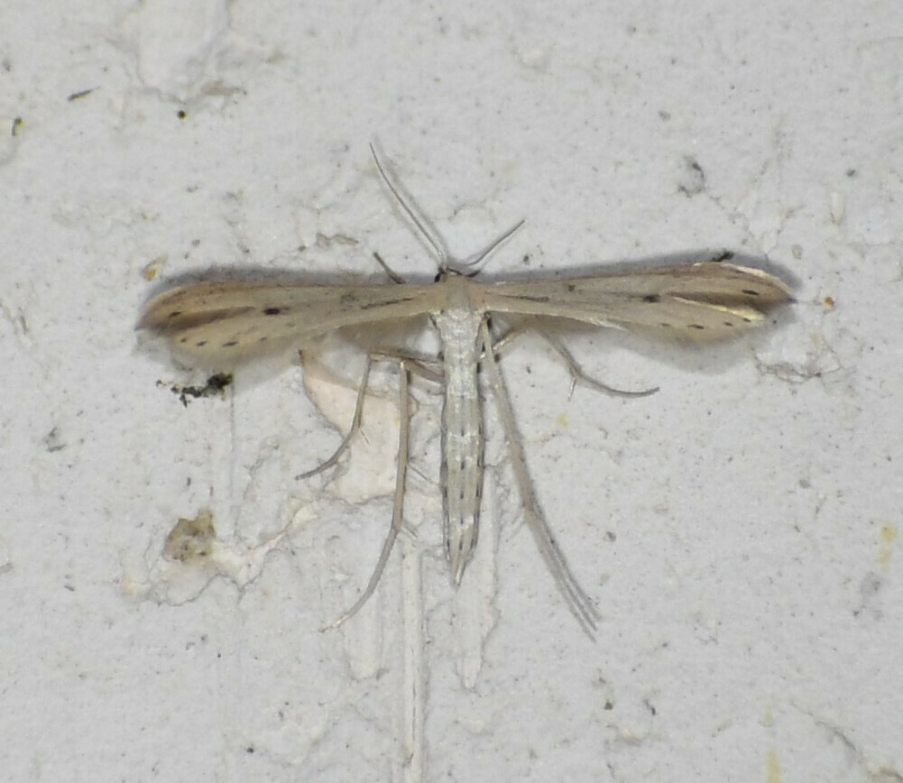 Lone Star Plume Moth