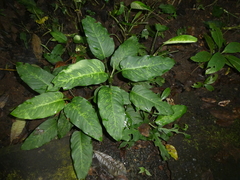 Dieffenbachia
