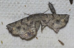 Parepisparis excusata