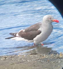 Leucophaeus scoresbii