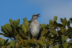 Mimus gundlachii