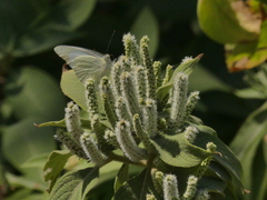 Colebrookea oppositifolia