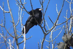 Corvus frugilegus