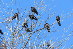 Corvus frugilegus