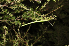 Clitarchus hookeri