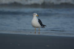 Larus atlanticus