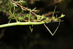 Clitarchus hookeri