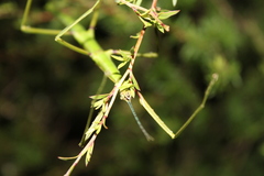 Clitarchus hookeri