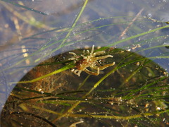 Paranemonia cinerea