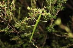 Clitarchus hookeri