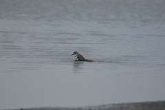 Charadrius falklandicus