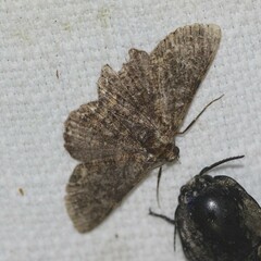 Pholodes sinistraria