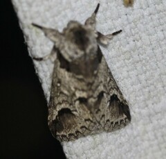 Antithemerastis acrobela