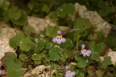 Cymbalaria minor