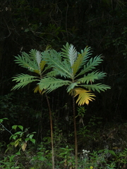 Bocconia frutescens