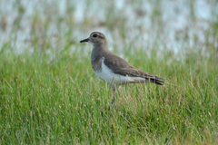 Charadrius modestus