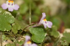 Cymbalaria minor