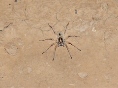 Pavocosa