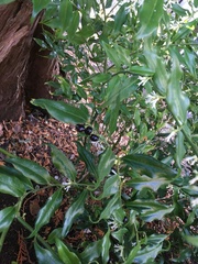 Sarcococca