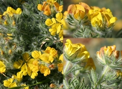 Lotononis involucrata